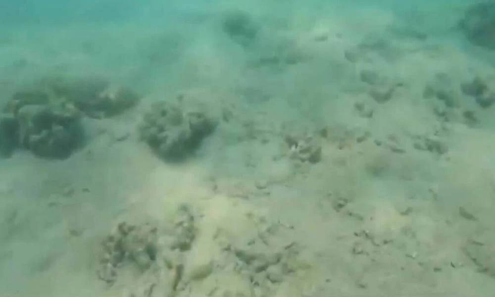 Απίστευτο βίντεο! Βούτηξε για καραβίδες και ήρθε αντιμέτωπος με «τέρας» στο βυθό (βίντεο)